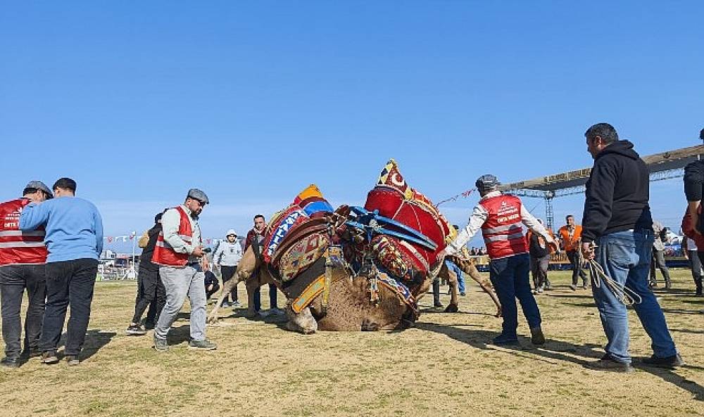 Torbalı'da deve güreşi festivaline rekor katılım