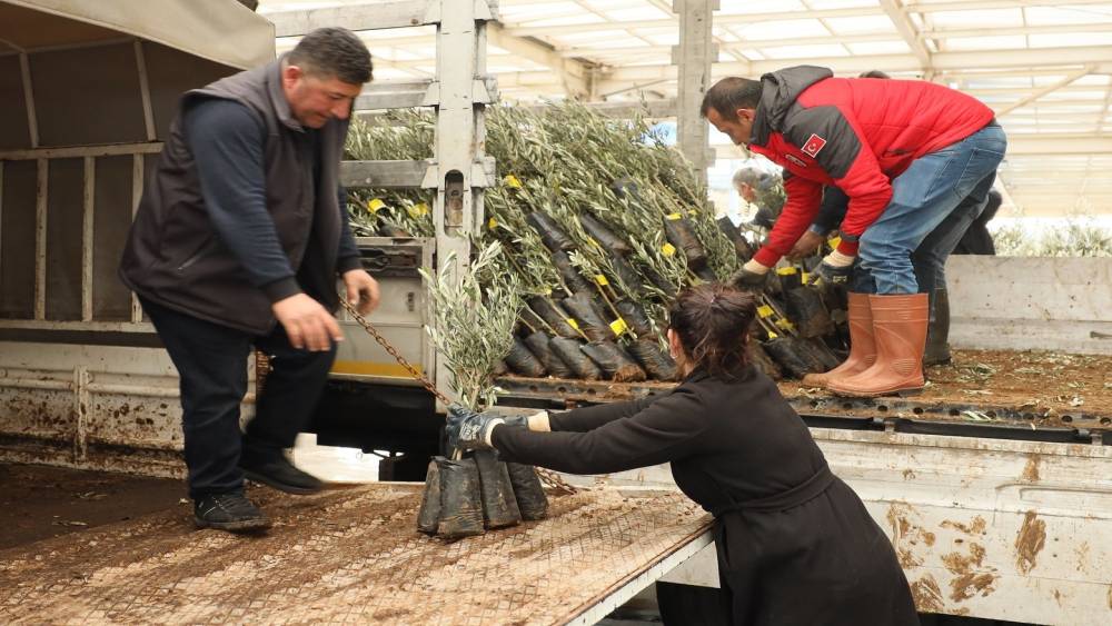 Muğla’da 20 bin zeytin fidanı toprakla buluştu
