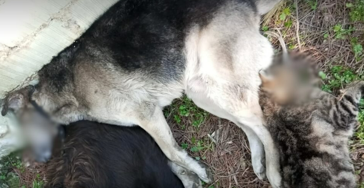 Bergama'da Zehirli Etle Yapılan Hayvan Katliamına Tepki: 2 Köpek ve 1 Kedi Öldü