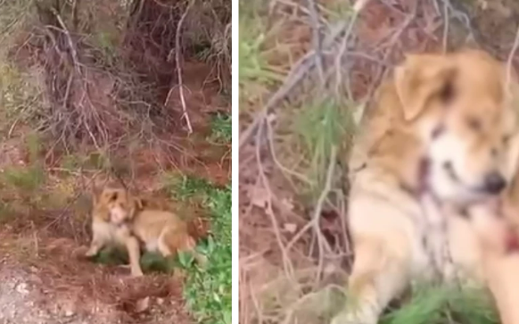 İzmir Narlıdere’de Köpeklerin Silahla Öldürülmüş Olabileceği İhtimali Üzerine Soruşturma Başlatıldı