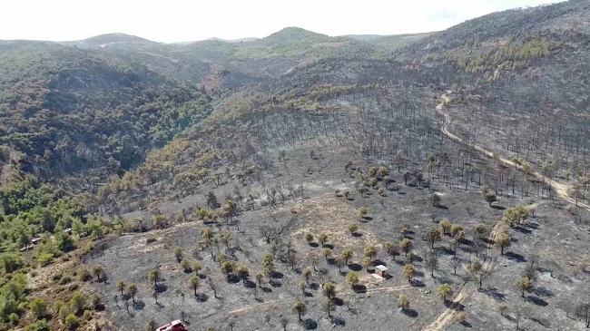 İzmir’in Foça İlçesinde Yangın: 340 Hektar Alan Zarar Gördü